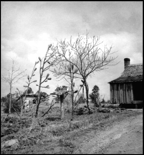 pics of trees. medicine bottles on tree